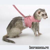 Marshall Fashion Dress