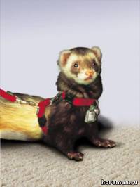 Ferret Fun 5-in-1