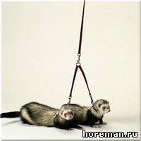 шлейка для двух хорьков