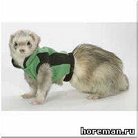 жилет для хорька
