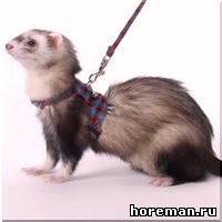 шлейка-жилет для хорька