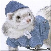 комплект для хорька