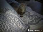 А поиграть?