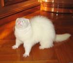 Погладить захотелось?