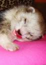 Desper