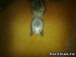 Тёма