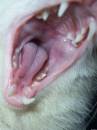Desper