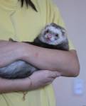 Показываю язык =Р
