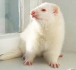 Февральская сказка. Шайни.