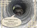 "Самый спортивный" Хорек
