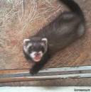 Показываем язык:)