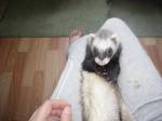 Хлоя