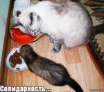 Кошка и хорёк ))