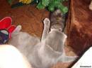 с котом Мурзик и Лизунчик