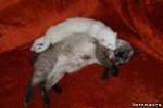 Гриша и котик