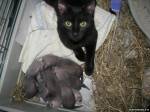 котик охраняет сон хоречков