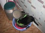 Хорек учит кота быть хорьком