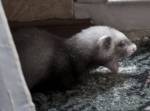 нашему дитю 5 недель
