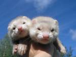2 пастелек