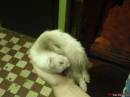 В первый день наигрался и уснул на ладошке