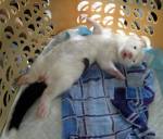 Сима, моя новая питомка