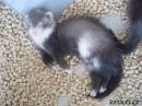 Фея (Polka-dott 1/2 angora)