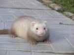 наш любимка