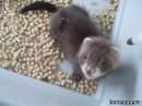 Величава Пава Animal's Island full angora из Ч...