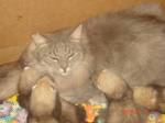 кот за няньку