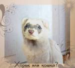 хорек или кошка?