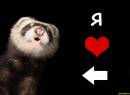 I love ferrets!