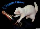 С Наступающим, дорогие хореманы!