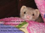 Моя прелесть!