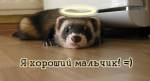 arjushka