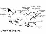 анатомия хорька