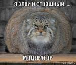 манул