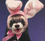 PlayBoy-хорь
