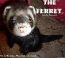 The Ferret (c)