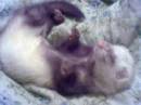 Корочка в детстве 1,5 мес