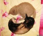 с котом