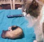 спим без задних ног... даже кота не заметим))