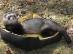 Король-хорёк.