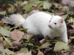 Хвостик-Костик