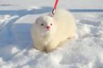 Холмс