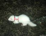 Ночной охотник