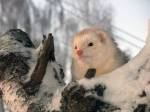 жустьен