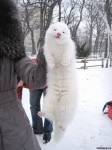 улыбчивый мой