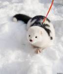 Симка