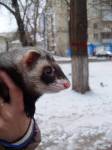 любопытство)