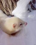 Айс